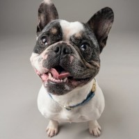 Photo of Dozer