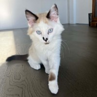 Photo of Pebble 💕