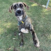 Photo of Diego & Gypsy