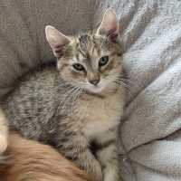 Photo of Amber & Tiger ^^Dandy Cat Rescue^^