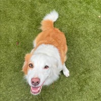 Photo of Luna