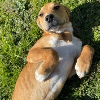 Photo of Bella