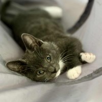 Photo of 💜 Kirby 💜