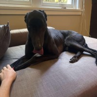 Photo of Rocky, The Greyhound 