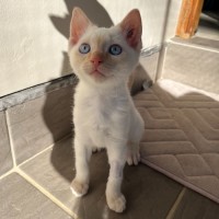 Photo of Phoenix