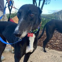 Photo of Cheeky, The Greyhound