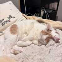 Photo of Fergus