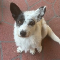 Photo of Rosie 🌹🌞