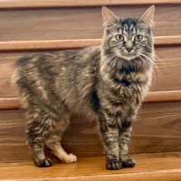 Photo of Skittles