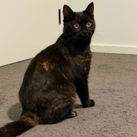 Photo of Genie
