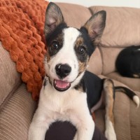 Photo of Percy