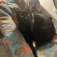Photo of Stella