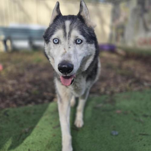 Percy - Siberian Husky Dog