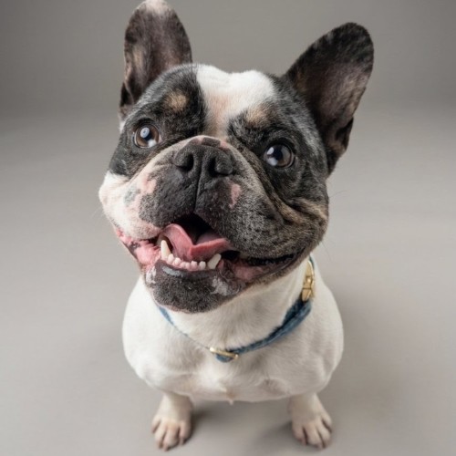 Dozer - French Bulldog