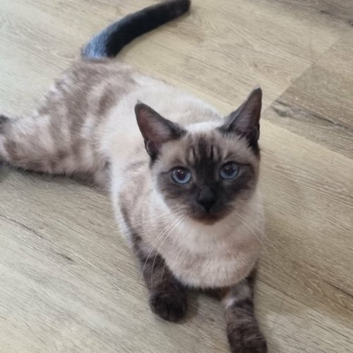 Oreo - Domestic Short Hair (DSH) Cat