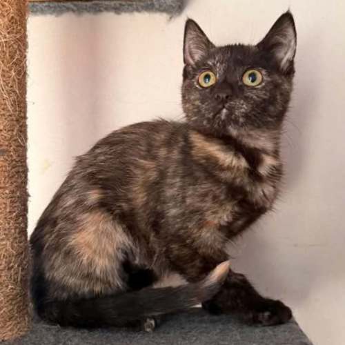 Connie - Domestic Short Hair (DSH) Cat