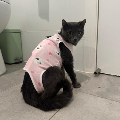 Evie - Russian Blue Cat