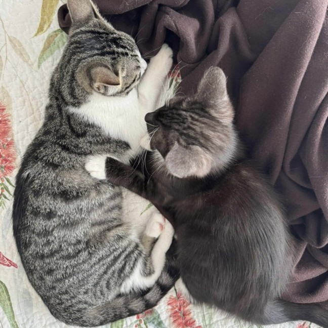 Photo of Freckle And Daffodil