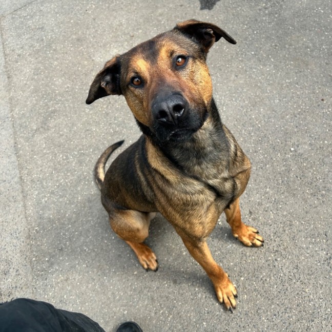 Photo of Sampson