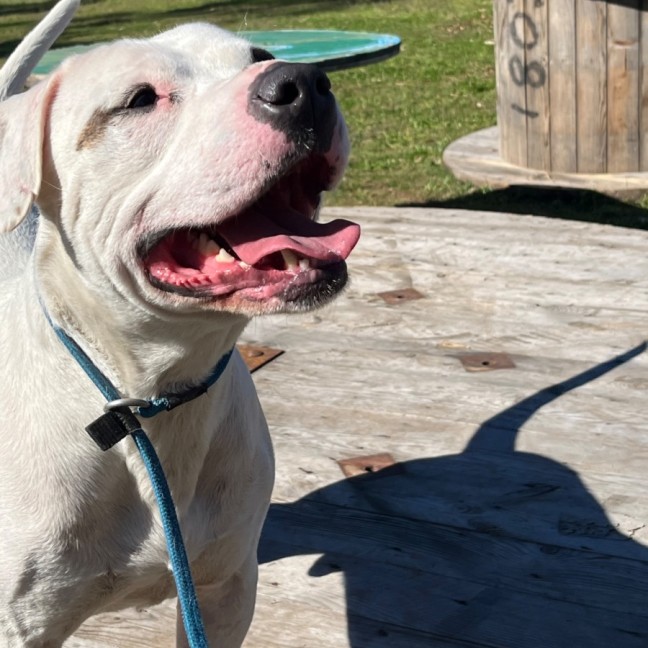 Photo of Bo 