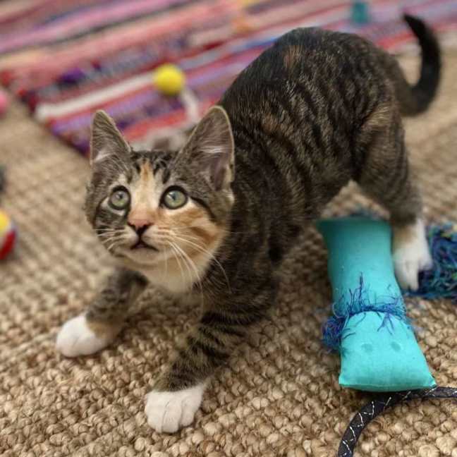 Photo of 🧡 Dory 🧡