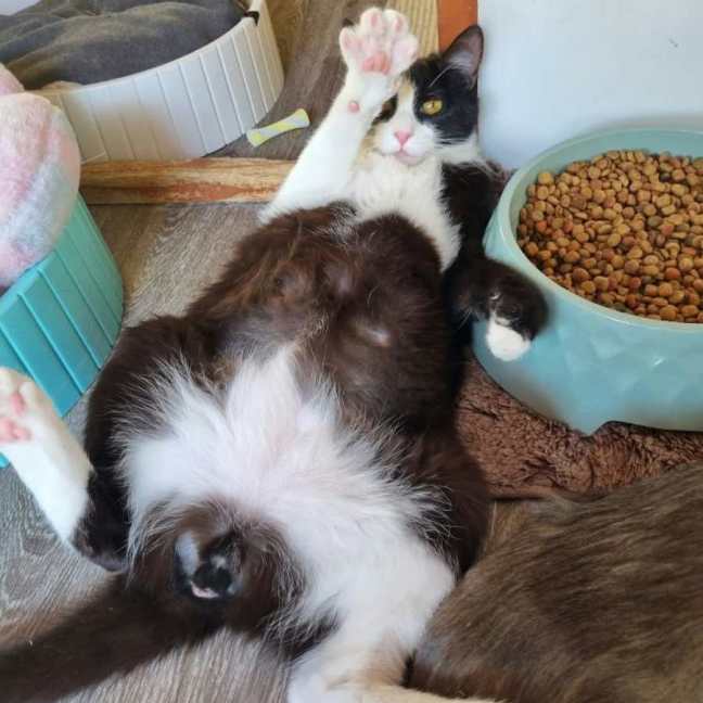 Photo of Felix