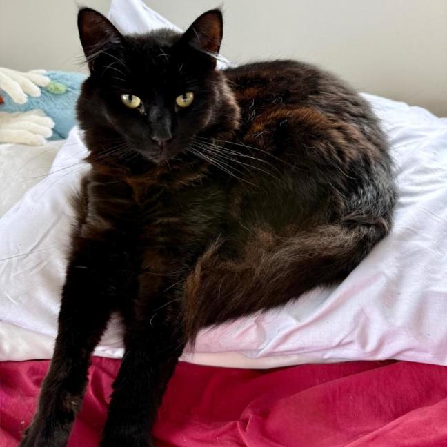 Photo of Sable