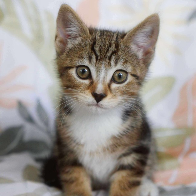 Photo of Daisy & Momo @ Pe Tstock Prahran!