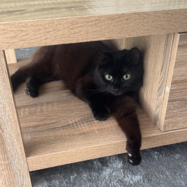 Photo of Finley *9 Lives Project Rescue*