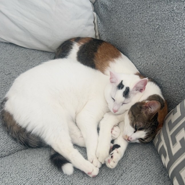 Photo of Layla & Lulu