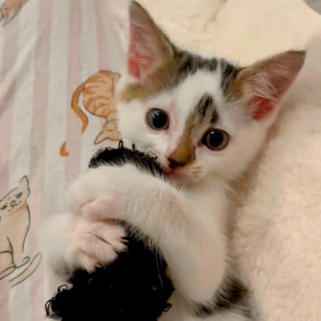 Photo of Kalli And Carlos 