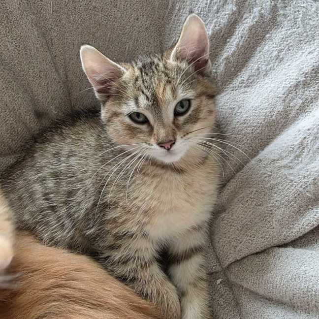 Photo of Amber & Tiger ^^Dandy Cat Rescue^^