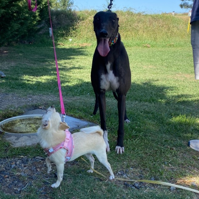 Photo of Secrets, The Greyhound 