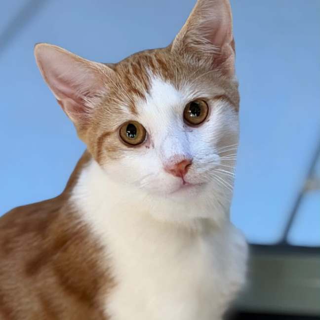 Photo of Genji