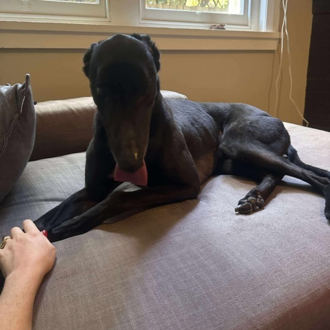 Photo of Rocky, The Greyhound 