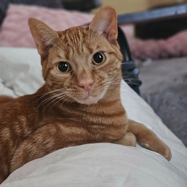 Photo of Lance