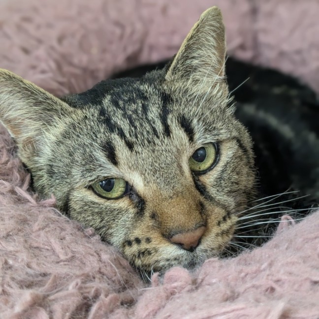 Photo of 🚆 Thomas 5953 🚆