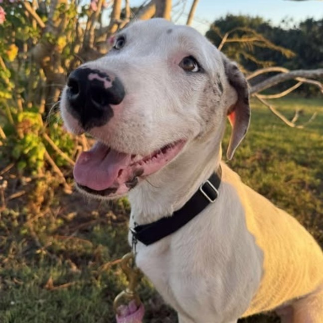 Photo of Izzy