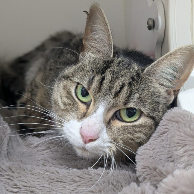 Photo of 🎭 Mischief 6423 🎭