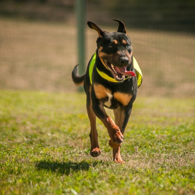 Photo of Dozer