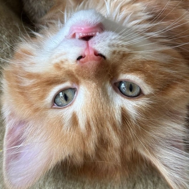 Photo of Georgie