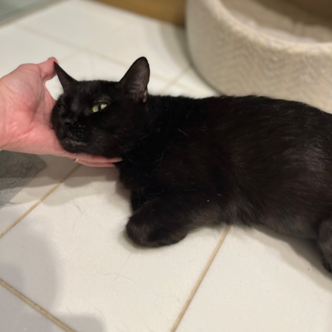 Photo of Umbra