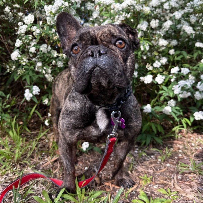 Photo of Harley Quinn