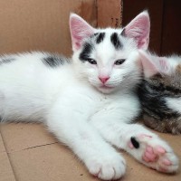 Photo of Oscar