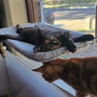 Photo of Bloom (Located In Wantirna South)