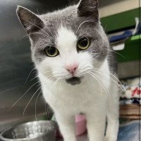 Photo of Puffball