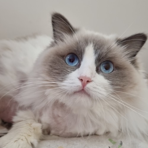 Isabella - Ragdoll Cat
