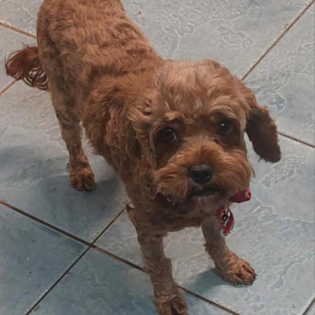 Photo of Ginger
