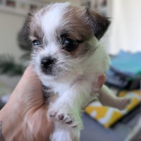Photo of Loz