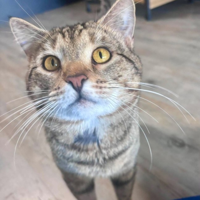 Photo of Loki